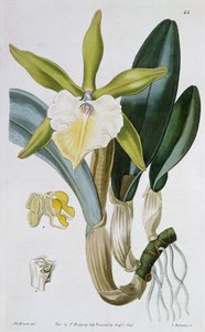 Orchid: Brassavola Glauca, Published by I. Ridgway by Miss Drake